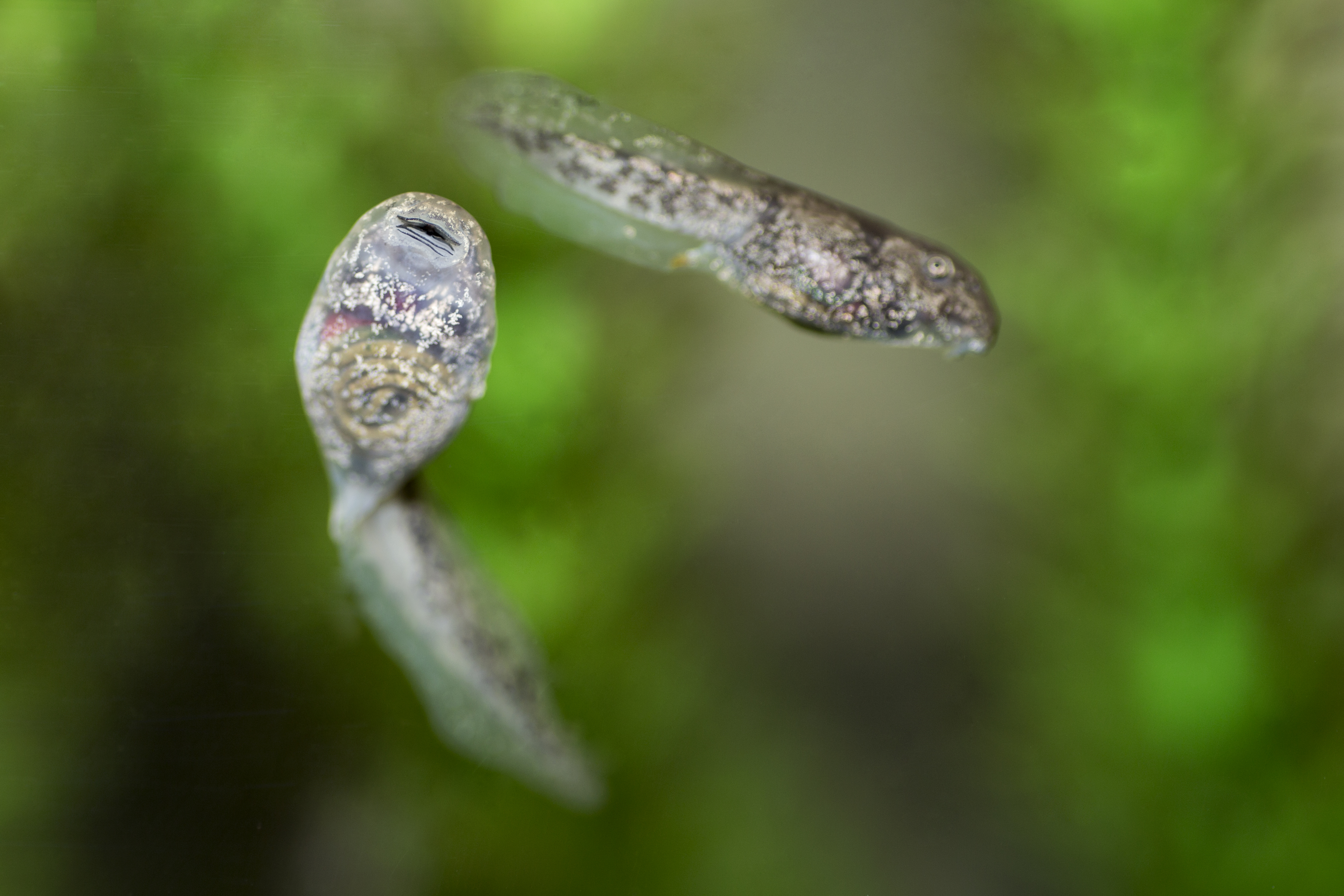 Denver Zoo Makes History With South American Frogs 9news